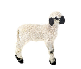 lamb Valais Blacknose in studio © cynoclub