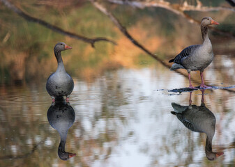 zwei Wildgänse, Natur, Oderbruch, Frühling, Fluß Oder