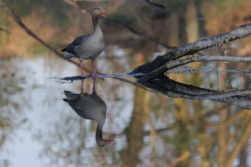 Wildgans, Oderbruch, Fluß Oder, Wildnis, Frühling, Wasser