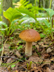 Season two porcini white mushrooms in forest. Autumn season pick up mushrooms. Healthy vegetarian food growing in nature. porcini mushroom, Boletus mushroom, ceps growing in forest.