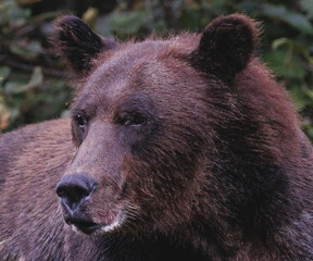 Grizzly, Portrait, Kanada, Wildnis, Pazifik