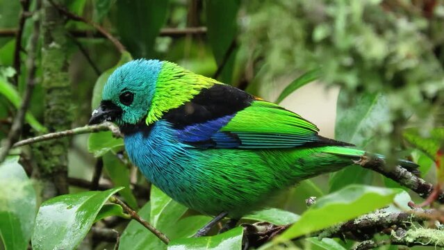 Close up on an agitated small colorful bird. The green-headed tanager (Tangara seledon). Atlantic forest in south-eastern Brazil.