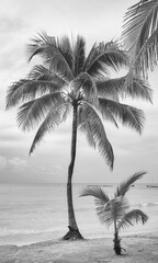 Black and white photo of a tropical beach with coconut palm trees. - 614885828
