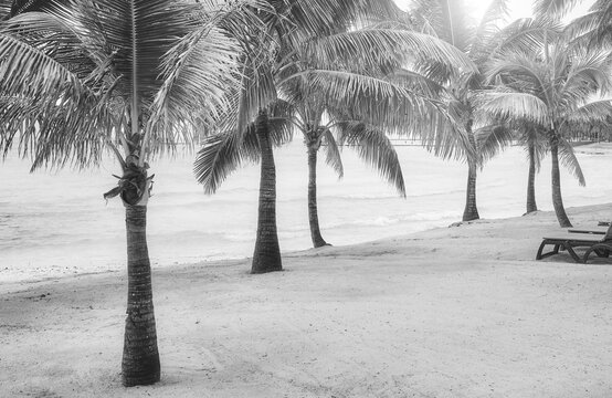Black and white photo of a tropical beach with coconut palm trees.