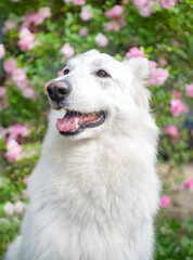 Obraz premium White Swiss Shepherd Dog