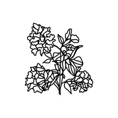 field flower, sketch of a vector drawing, isolated on a white background. collection of flowers