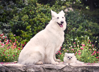 Obraz premium White Swiss Shepherd Dog and chihuahua