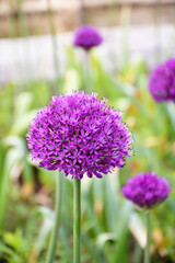 Obraz premium A purple globular allium (Purple Sensation) on the background of a flower bed with the same flowers