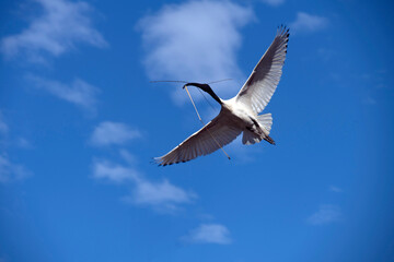 Australian White Ibis (Threskiornis molucca)