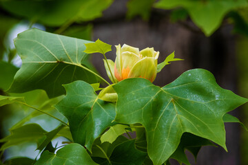 Close up of blooming Tulip Poplar tree