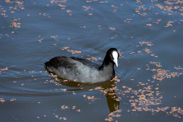 Eurasian Coot, Sydney, Australia