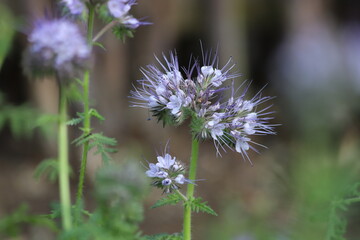 Flowers of the lacy phacelia, Phacelia tanacetifolia.