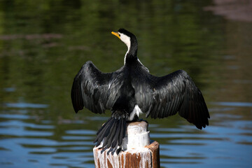 Little Pied Cormorant, Sydney, Australia