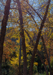 Fototapeta premium autumn trees in the forest