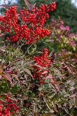Fototapeta premium holly berry