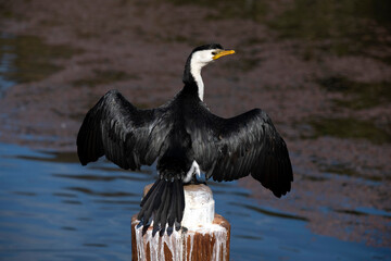 Little Pied Cormorant, Sydney, Australia