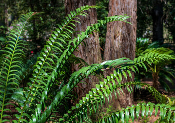 fern in the forest