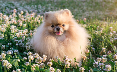 Pomeranian spitz portrait close up. Spitz on a walk in the park