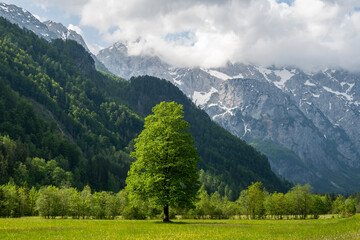 Amazing, dramatic landscape of Logarska Dolina, beautiful valley surrounded by mighty Alps in mountainous region of Slovenia © Miroslav Posavec