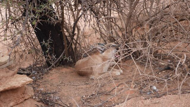 Yawning Caracal in the wild. Etosha national park Namibia. Close-up. High quality slow motion footage.