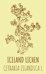 Drawings ICELAND LICHEN. Hand drawn illustration. Latin name CETRARIA ISLANDICA L. - obrazy, fototapety, plakaty