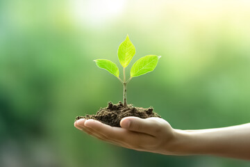 Hand holding young plant on blur green nature background. 