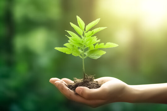 Hand holding young plant on blur green nature background. Concept eco, environment.
