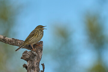 meadow pipit singing in the branch