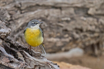 grey wagtail on the rock of the pond