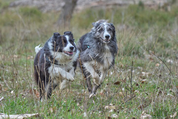 The border collies in the forest