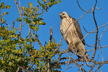 The common buzzard with a very clear livery