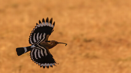 Wiedehopf, Brandenburg, Spree, Futter im Schnabel, Flügelschlag