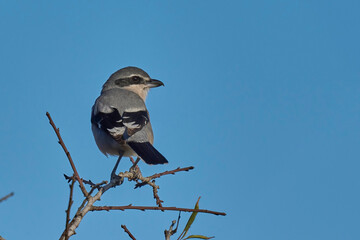 Iberian Grey Shrike at the top of the branch

