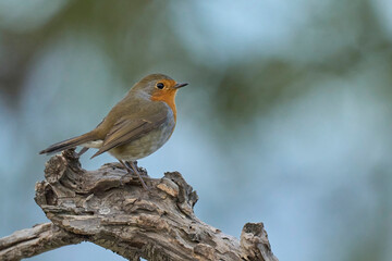 The european robin in the branch
