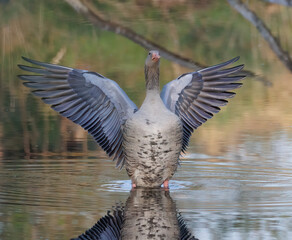 Gans, Wildgans, Ganter, Poser, Oder, Oderbruch, Frühling, Frühlingsgefühle