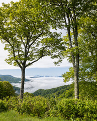 Smoky Mountain view between trees