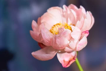 Foto op Canvas A huge blossoming pink peony up close. © Arthur