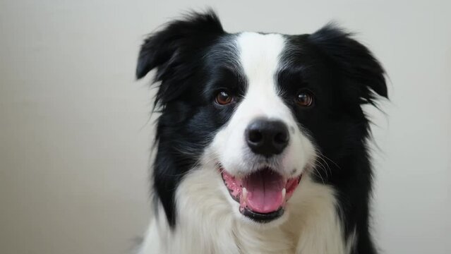Funny emotional dog. Portrait of cute smiling puppy dog border collie on white background. Cute dog with funny face. Pet animal life concept. Love for pets friendship companion