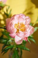 A huge blossoming pink peony against the background of a yellow wall.