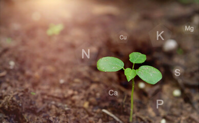 N P K Ca Cu S Mg are essential macronutrients and micronutrients for plant growth. They play vital...
