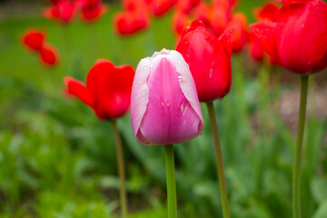 Obraz premium A pink tulip about to blossom with red flowers in the background