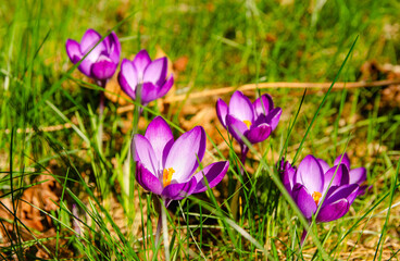 Beautiful Crocus flower in full bloom. Close-up macro photo of spring nature.