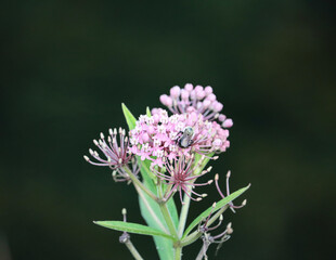 flower of a thistle