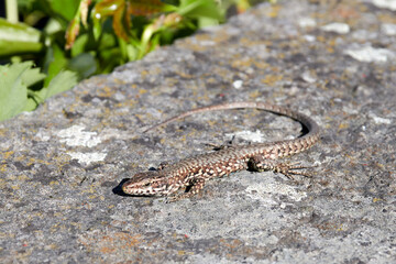 lizard on the wall in the sun