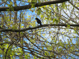 blackbird on tree