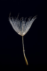 flower fluff , dandelion seed with dew dops - beautiful macro photography with abstract bokeh background