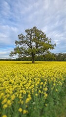 A large tree stands all alone in the middle of a yellow canola field under a blue slightly cloudy sky