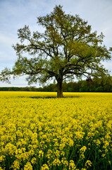 A large tree stands all alone in the middle of a yellow canola field under a blue slightly cloudy sky