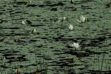 white water lilies