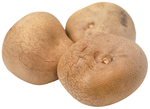 Dioscorea bulbifera or Air potato